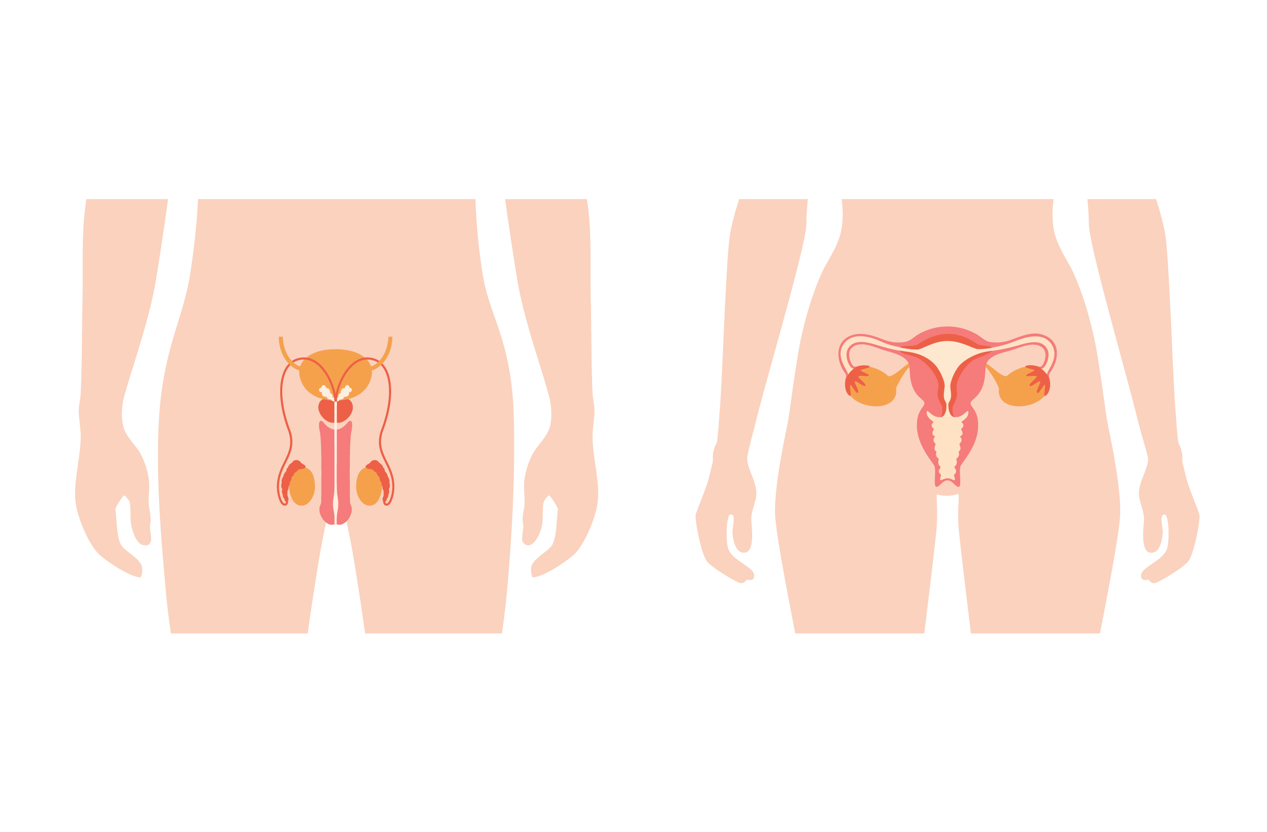 Budowa układu moczowego – żeńskiego i męskiego. Jakie funkcje?