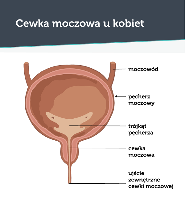 Cewka moczowa żeńska