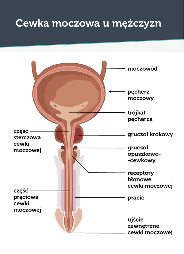 Cewka moczowa męska
