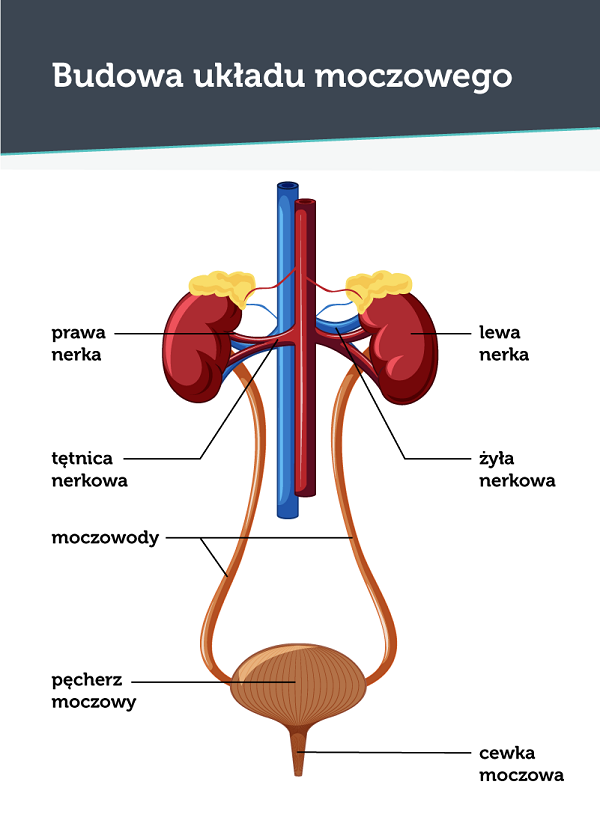 Budowa układu moczowego