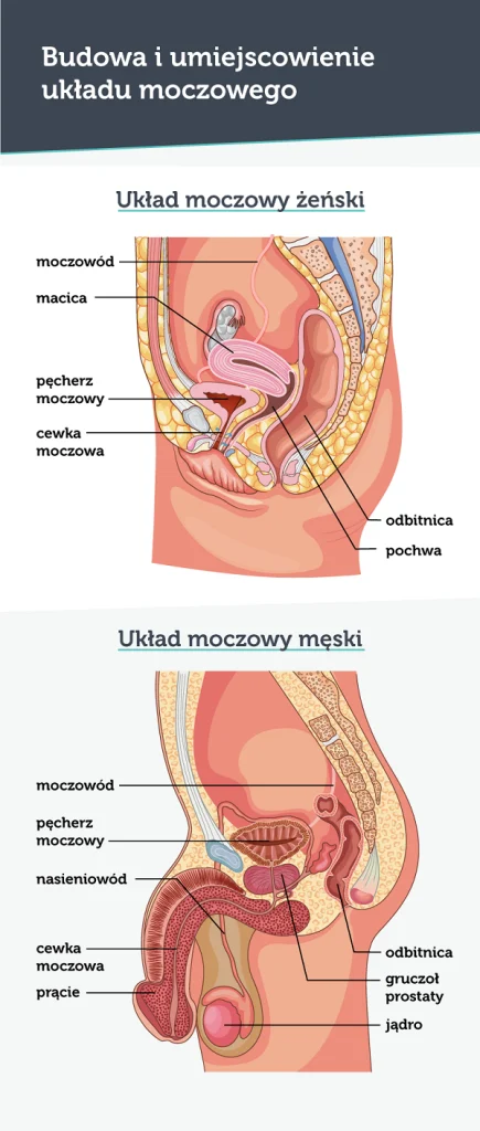 Układ moczowy żeński i męski